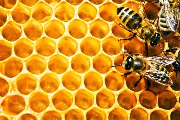 Keo ong là gì?