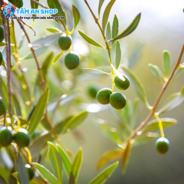 Cây olive mang lại lợi ích gì cho sức khỏe?