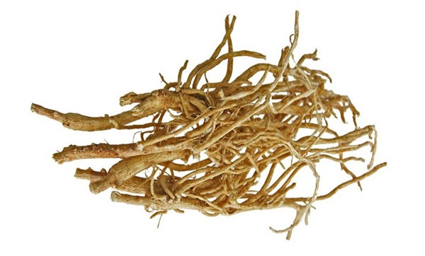 Rễ cây Astragalus là vị thuốc được sử dụng từ xa xưa