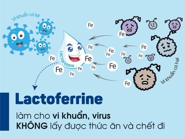 Khả năng loại trừ vi khuẩn của Lactoferrine