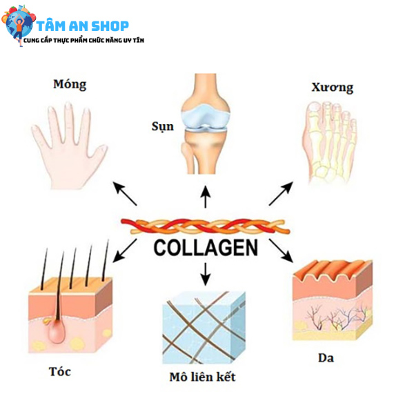 Collagen xuất hiện rất nhiều nơi trên các bộ phận cơ thể
