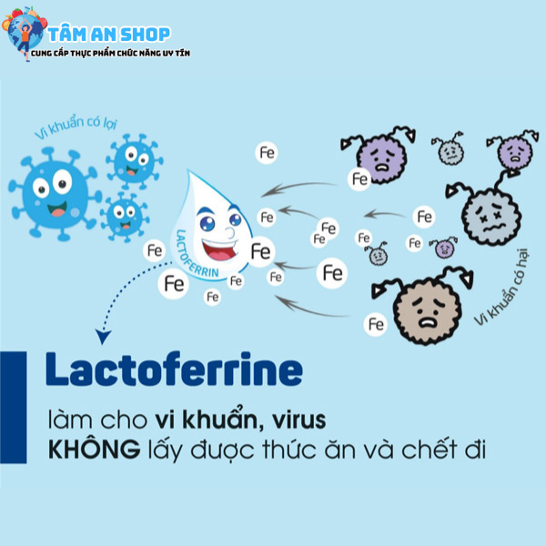 Khả năng loại trừ vi khuẩn của Lactoferrine
