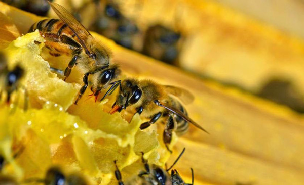 Tác dụng phổ biến của keo ong 