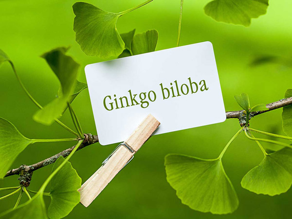 Lá Ginko Biloba có công dụng gì?