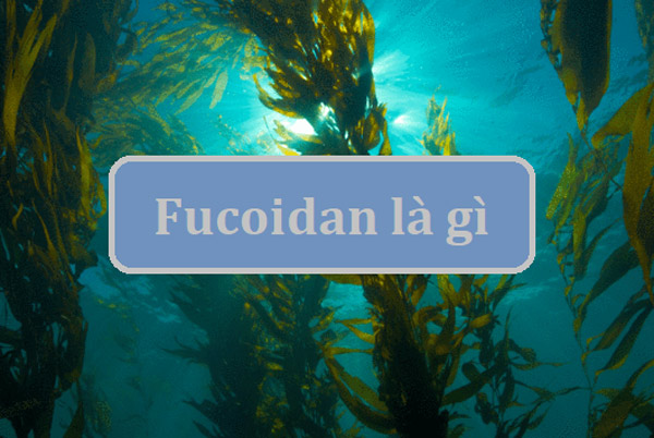 Fucoidan tảo nâu