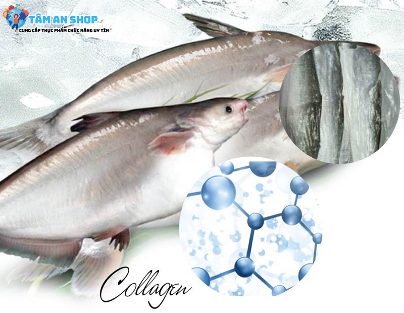 Collagen cá biển sâu có trong sản phẩm