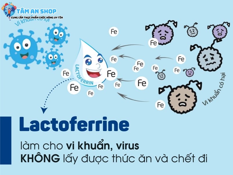 Lactoferrin chứa nhiều lợi khuẩn