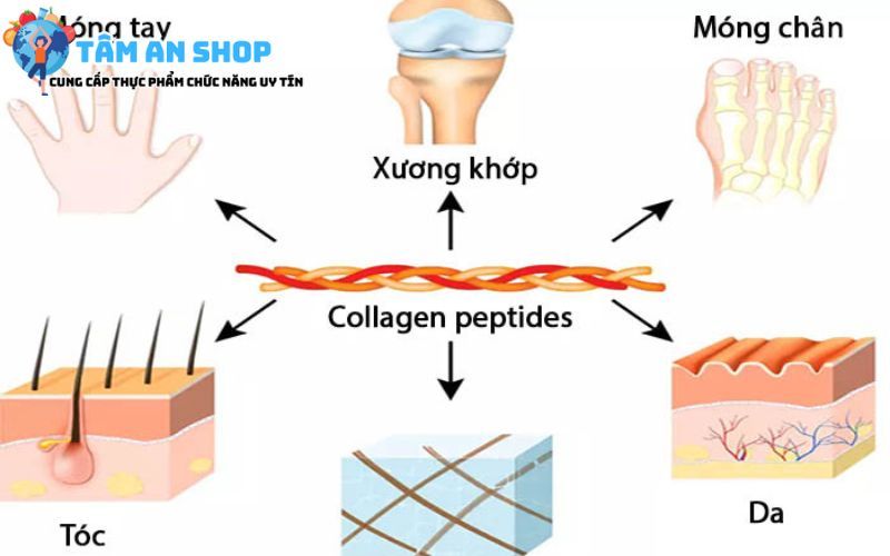 Bổ sung Collagen Peptide