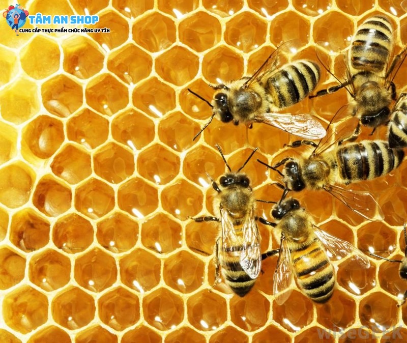 Bee’s wax với nhiều công dụng cho sức khỏe