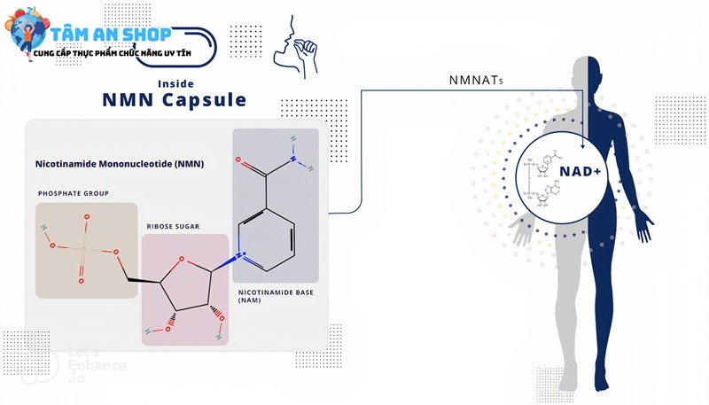 Nicotinamide Mononucleotide có trong sản phẩm