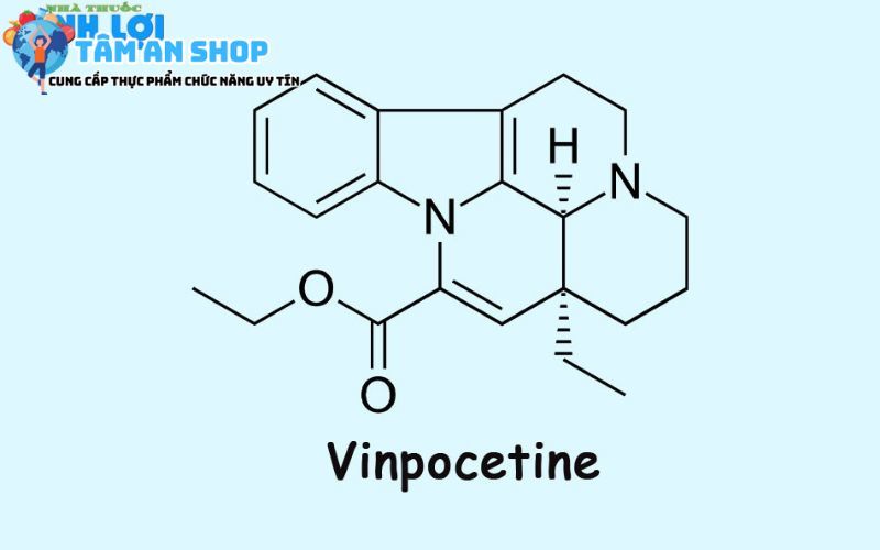 Bổ sung thành phần Vinpocetine