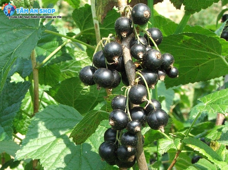 Black Currant có trong Collagen VB Hàn Quốc 30 ống