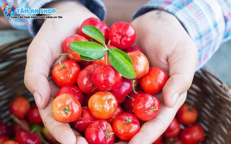 Chiết xuất từ quả Acerola