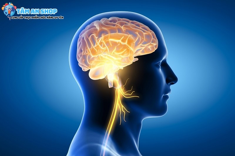 Chiết xuất từ hạt nho tốt cho não bộ và tăng cường trí nhớ