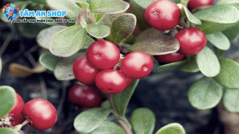 Chiết xuất cây Bearberry có trong Lăn khử mùi Scion Nuskin