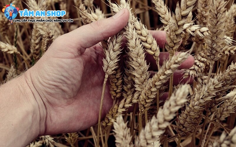 Chiết xuất lipid lúa mì hỗ trợ tái tạo chức năng da