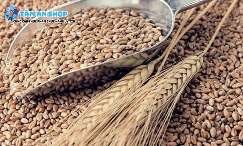 Chiết xuất lipid lúa mì có trong Beauty Focus Nuskin nước