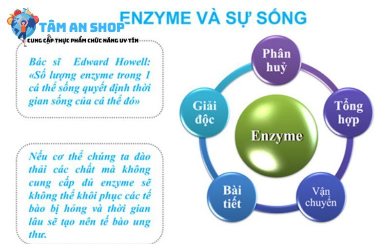 Giới thiệu về Enzyme và sự sống