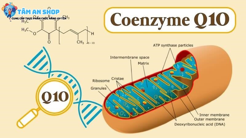 Chất chống oxy hóa CoQ10