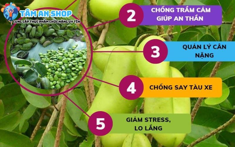 Tác dụng chiết xuất griffonia trong Siberian Super Stress Relive